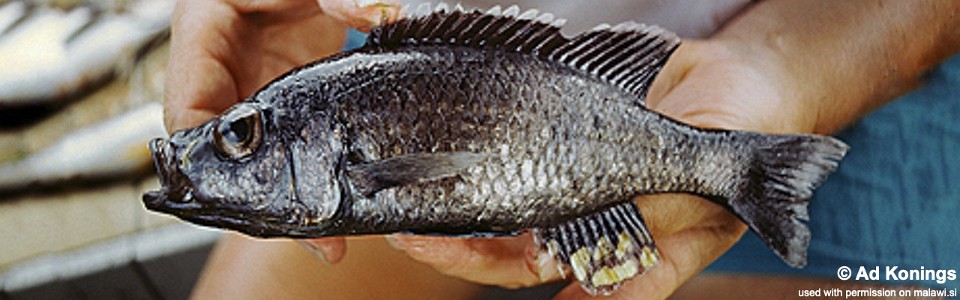 Diplotaxodon argenteus 'Narungu'