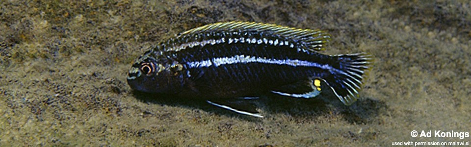 Melanochromis dialeptos 'Narungu'