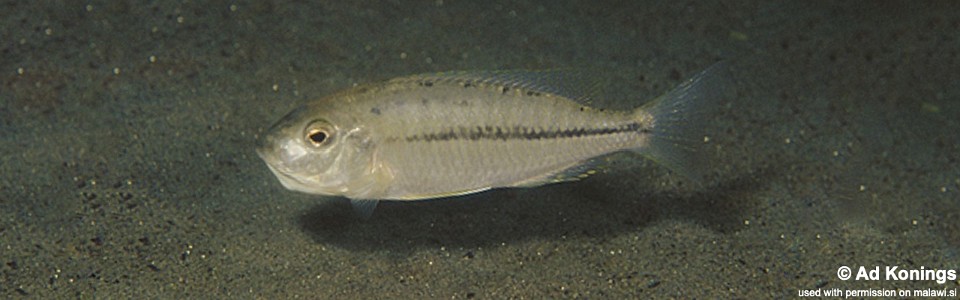 Nyassachromis prostoma 'Narungu'