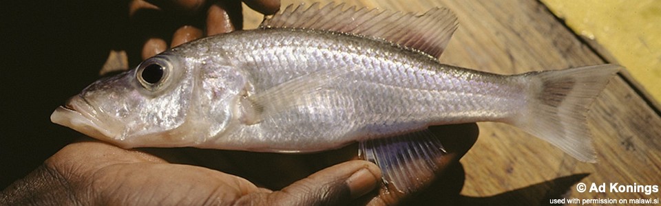 Pallidochromis tokolosh 'Narungu'