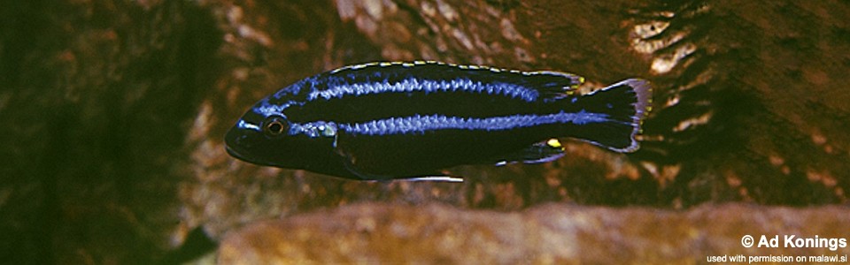 Melanochromis loriae 'Ndumbi Rocks'
