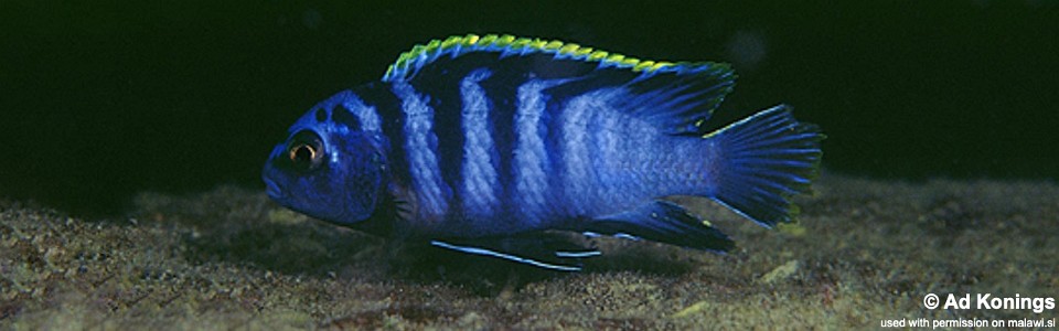 Labidochromis sp. 'mbamba' Ngkuyo Island