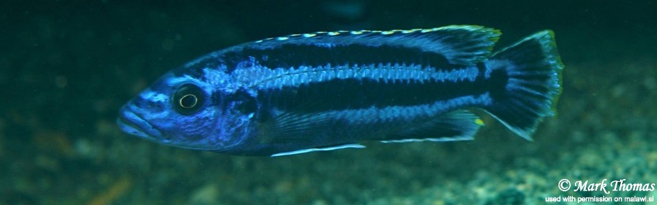 Melanochromis kaskazini 'Ngwasi'