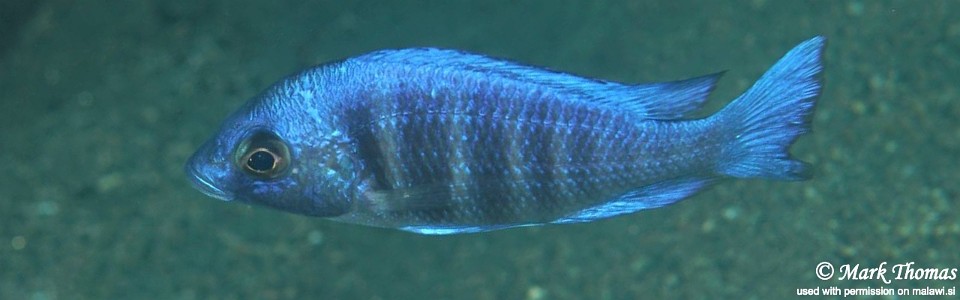 Placidochromis sp. 'phenochilus tanzania' Ngwasi
