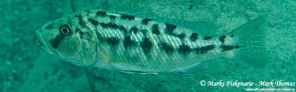 Tyrannochromis nigriventer 'Ngwasi'