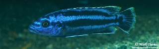 Melanochromis kaskazini 'Ngwasi'.jpg