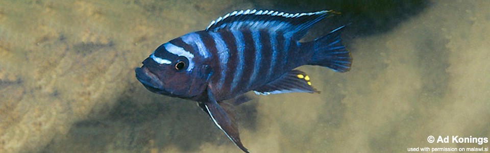 Pseudotropheus sp. 'crabro blue' Nkanda