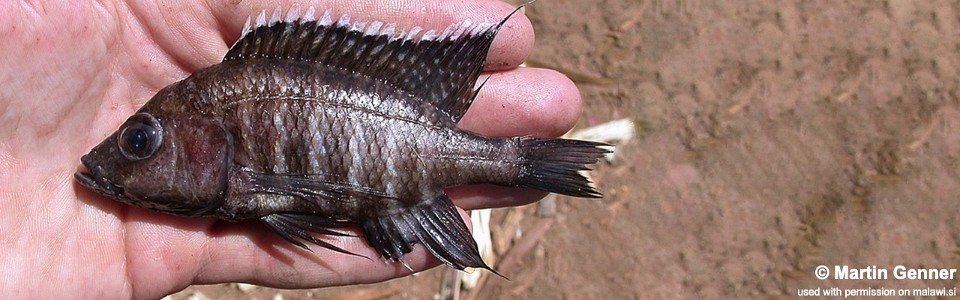 Aulonocara sp. 'brown black-pelvic' Nkhata Bay
