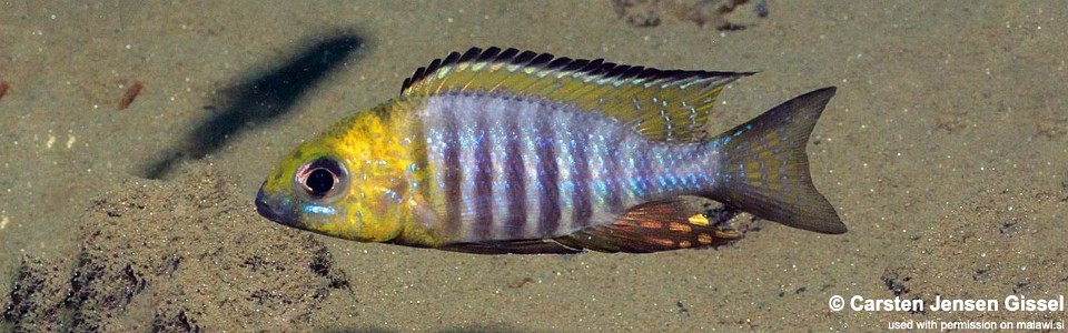 Aulonocara sp. 'chitande type north' Nkhata Bay