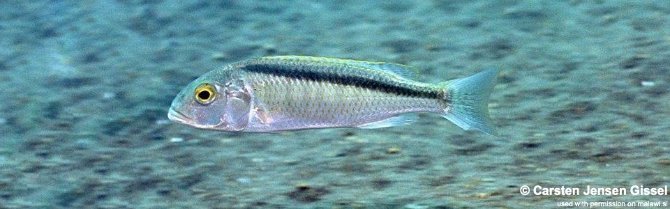 Buccochromis lepturus 'Nkhata Bay'