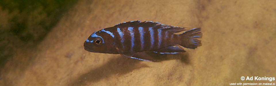 Chindongo sp. 'elongatus nkhata blue' Nkhata Bay