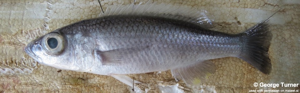 Diplotaxodon limnothrissa 'Nkhata Bay'