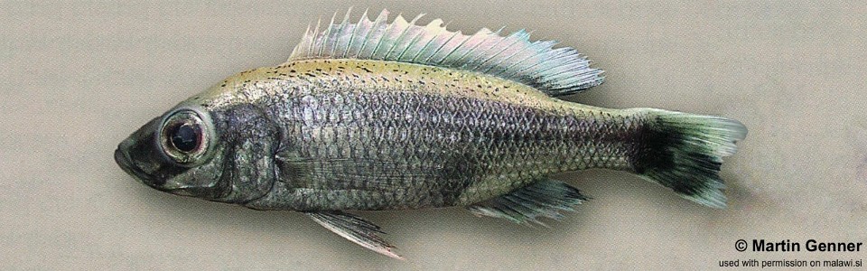 Diplotaxodon sp. 'limnothrissa black-pelvic' Nkhata Bay