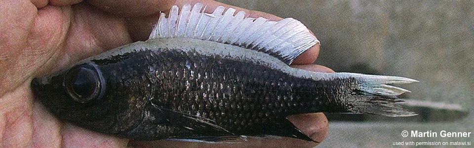 Diplotaxodon sp. 'macrops ngulube' Nkhata Bay