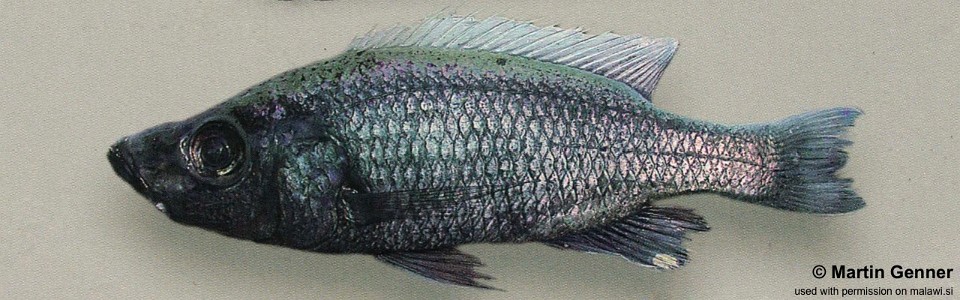 Diplotaxodon sp. 'similis white-back north' Nkhata Bay