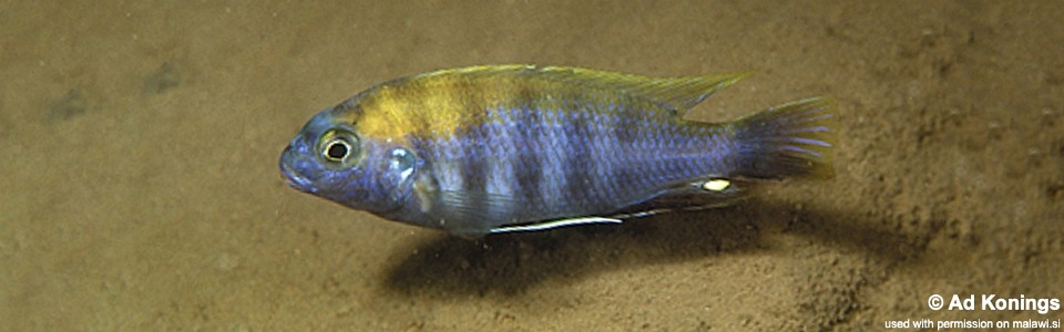 Gephyrochromis lawsi 'Nkhata Bay'