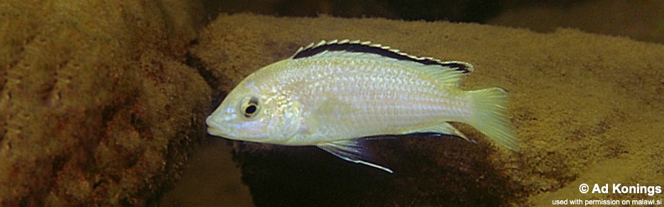 Labidochromis caeruleus 'Nkhata Bay'