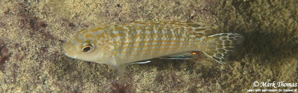 Labidochromis flavigulis 'Nkhata Bay'
