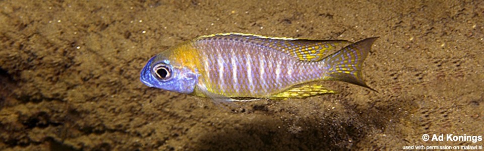 Lethrinops sp. 'nyassae' Nkhata Bay