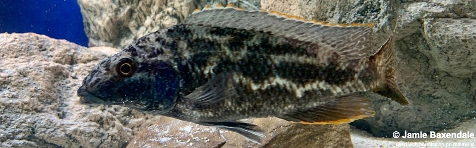 Nimbochromis linni 'Nkhata Bay'