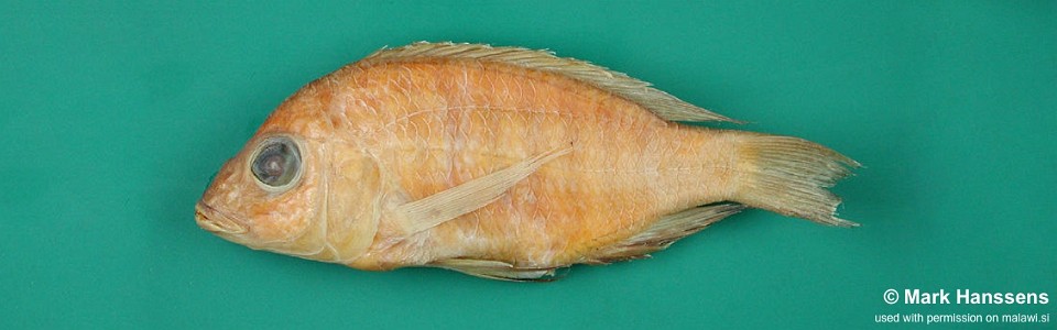 Placidochromis nkhatae 'Nkhata Bay'