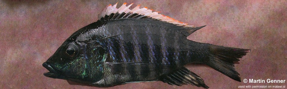 Placidochromis sp. 'white-orange dorsal' Nkhata Bay