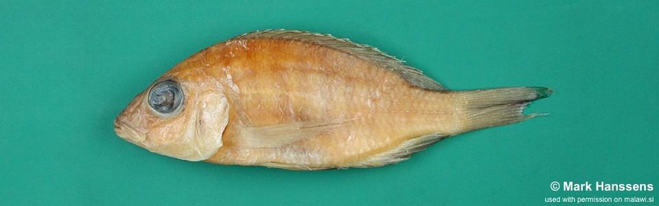 Placidochromis turneri 'Nkhata Bay'