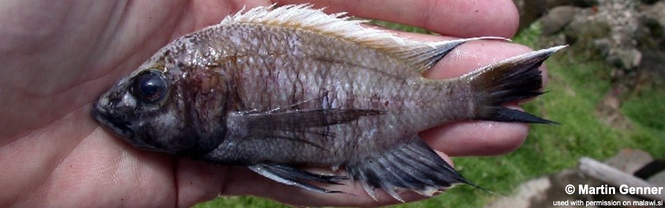 Placidochromis vulgaris 'Nkhata Bay'