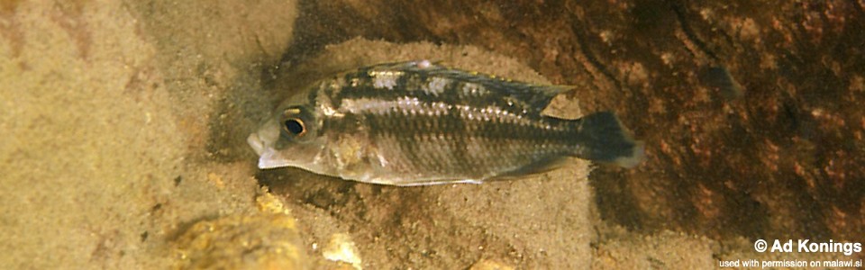 Protomelas sp. 'steveni black belly' Nkhata Bay