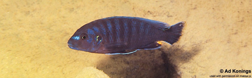 Pseudotropheus fuscus 'Nkhata Bay'