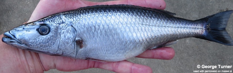 Rhamphochromis sp. 'grey' Nkhata Bay