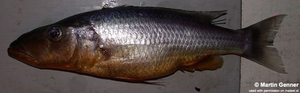 Rhamphochromis sp. 'long-snout north' Nkhata Bay
