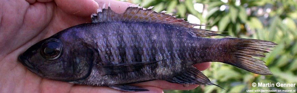 Sciaenochromis sp. 'elongate' Nkhata Bay