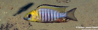 Aulonocara sp. 'chitande type north' Nkhata Bay.jpg