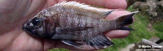 Placidochromis vulgaris 'Nkhata Bay'.jpg
