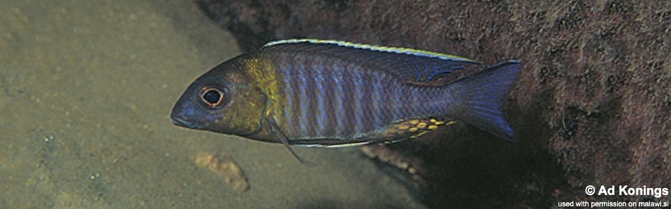 Aulonocara sp. 'chitande type nkhomo' Nkhomo Reef