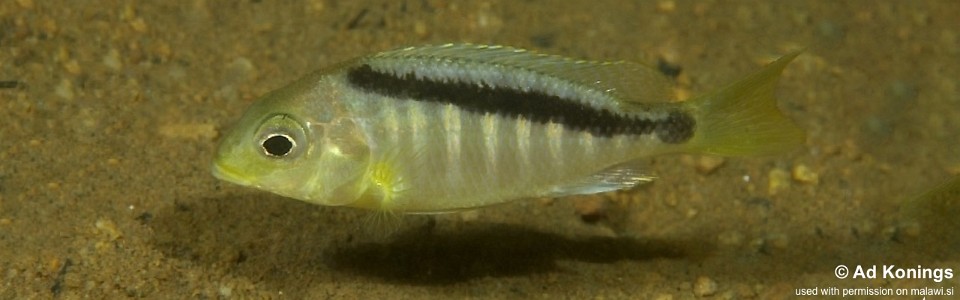 Mylochromis sp. 'sphaerodon nkhomo' Nkhomo Reef