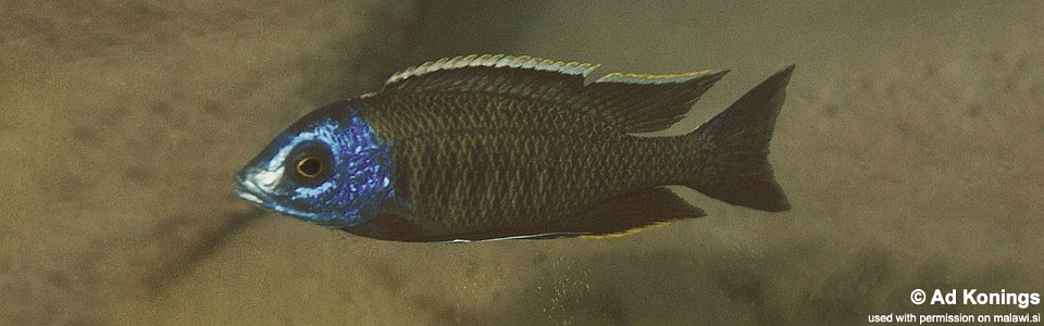 Nyassachromis breviceps 'Nkhomo Reef'