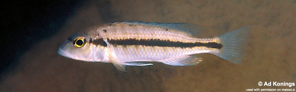 Taeniochromis holotaenia 'Nkhomo Reef'