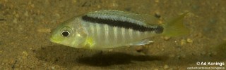 Mylochromis sp. 'sphaerodon nkhomo' Nkhomo Reef.jpg