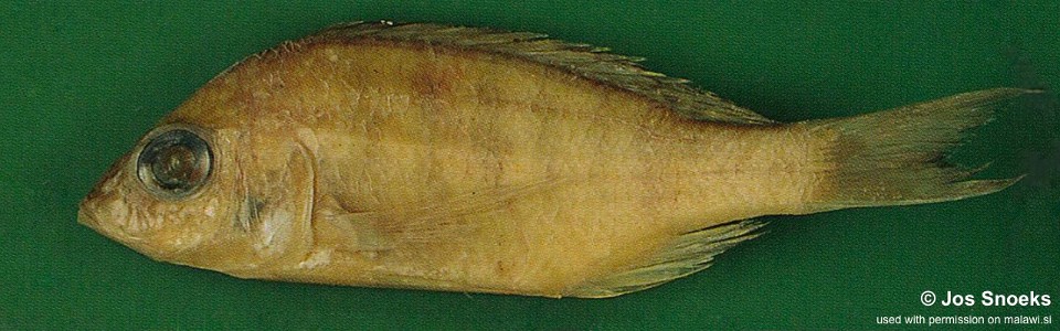Alticorpus sp. 'deep bicuspid' Nkhokata