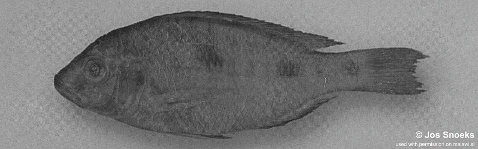 Otopharynx sp. 'heterodon low-spot' Nkhotakota