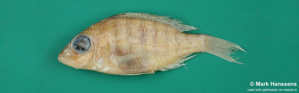 Placidochromis koningsi 'Nkhotakota'