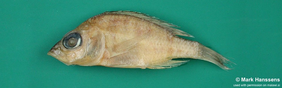 Placidochromis minutus 'Nkhotakota-Sungu Spit'