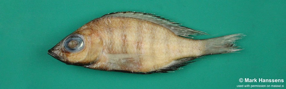 Placidochromis nkhotakotae 'Nkhotakota-Sungu Spit'