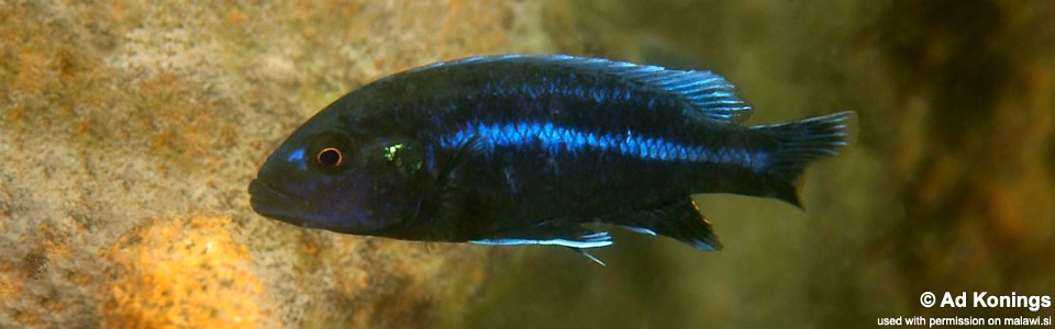 Melanochromis vermivorus 'Nkhudzi'