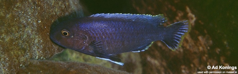 Labidochromis sp. 'lividus nkhungu' Nkhungu Point