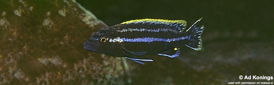 Melanochromis simulans 'Nkhungu Point'