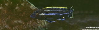 Melanochromis simulans 'Nkhungu Point'.jpg
