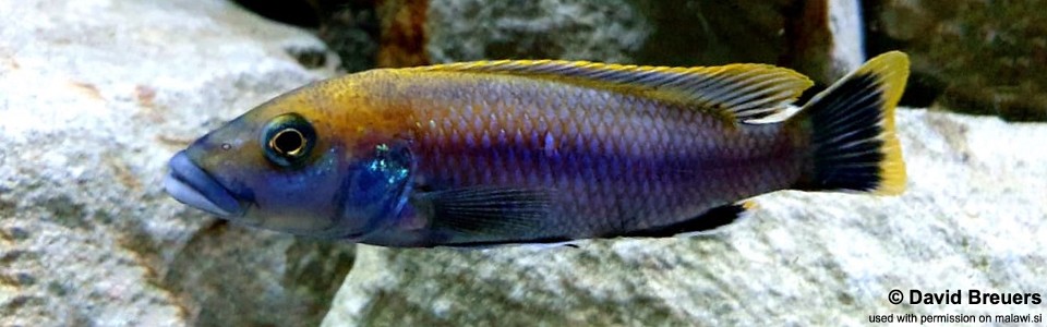 Melanochromis melanopterus 'Nkolongwe'